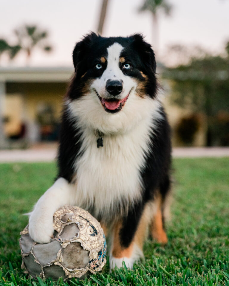 Australian Shepherd