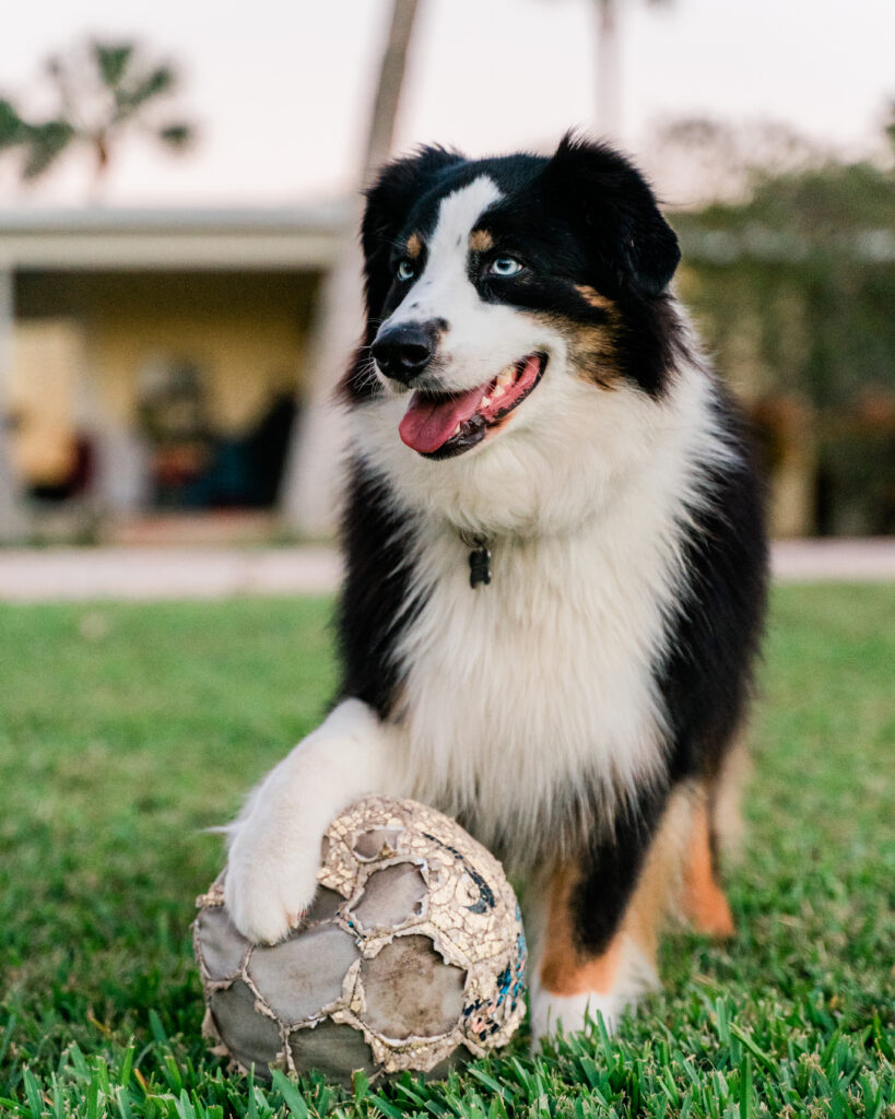 Australian Shepherd